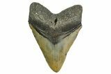 Fossil Megalodon Tooth - North Carolina #361701-1